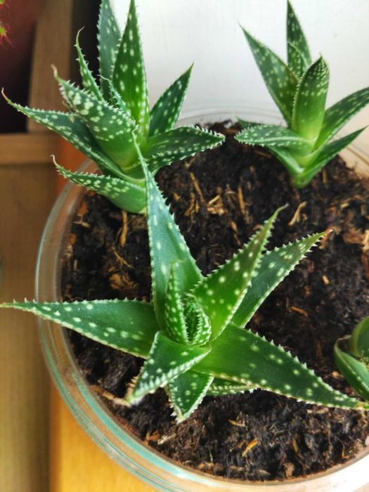 aloe vera nach sonnenbrand Aloe Vera Gold Hautgel main image 1
