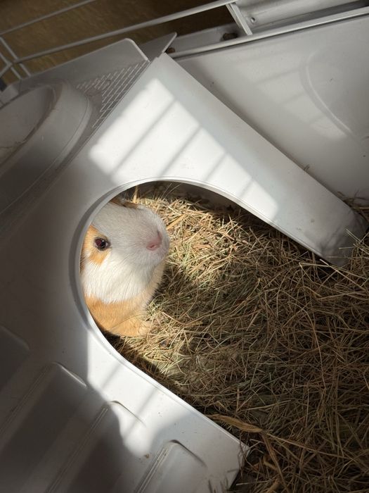 Продамо морську свинку з кліткою