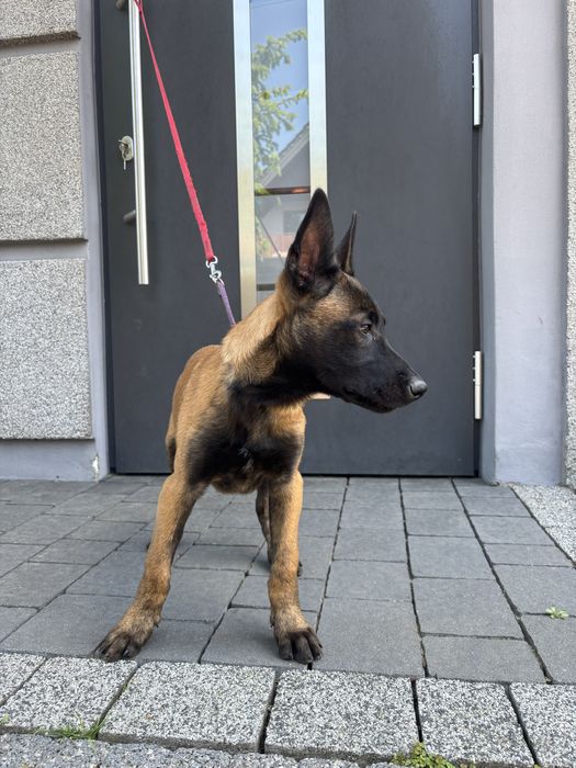 Owczarek Belgijski Malinois - piesek