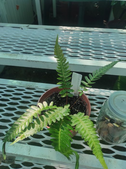 Папоротник. Blechnum occidentale