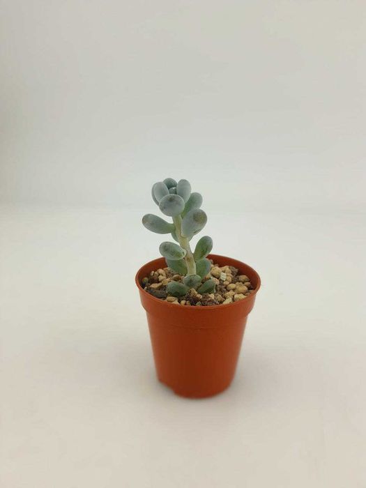 Сукулент пахифитум овіферум, Пахіфітум яйценосний Pachyphytum oviferum