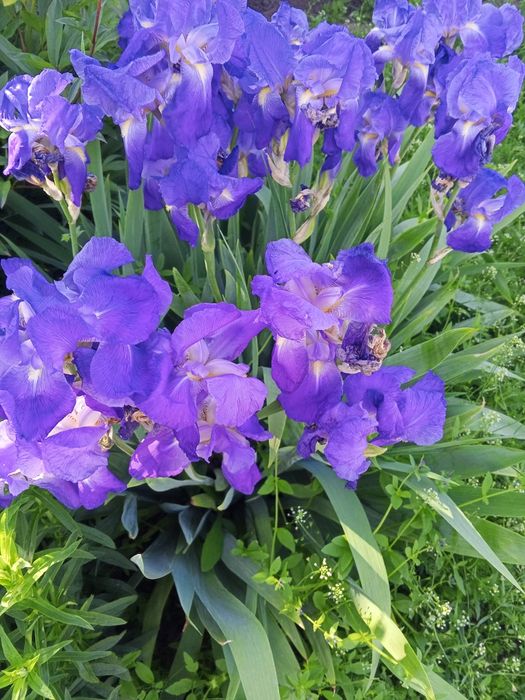 Продам півники,, барвінок ,піони ,саджанці клубники5 фото