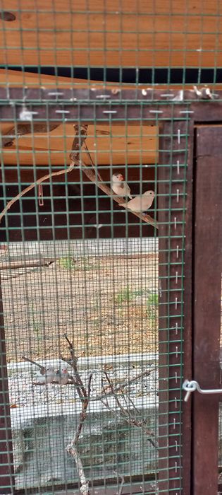 Mandarins nascidos Abril