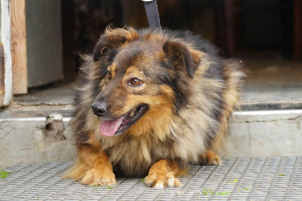 Fasta - kudlata suczka szuka domu