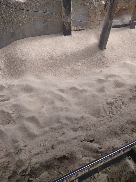 Продам опилки свежепиленые ные 10 гривень мешок