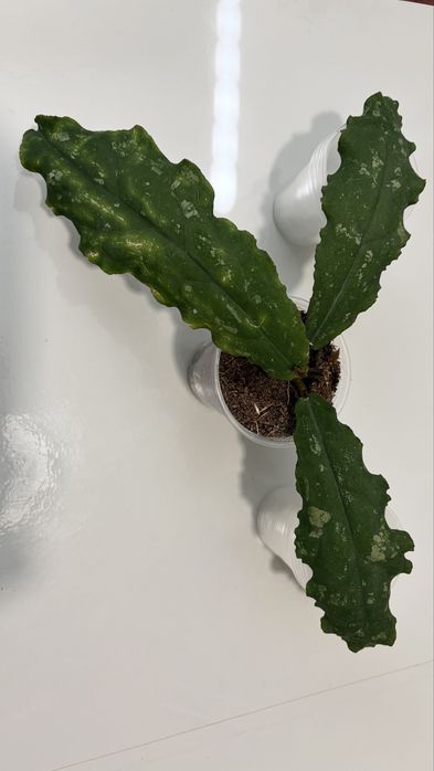 Хойя Hoya Undulata Long
