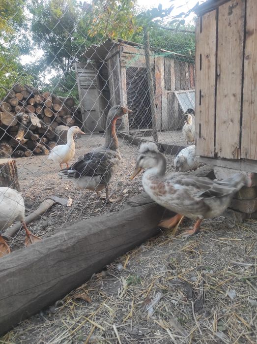Продам качура на племя