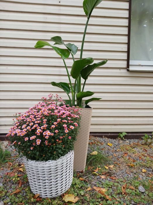 Квіти для інтерєру. Стреліція Миколая.