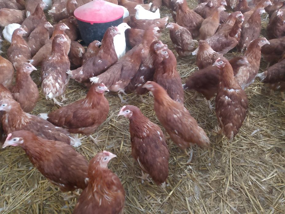 Kury nioski i inny drób