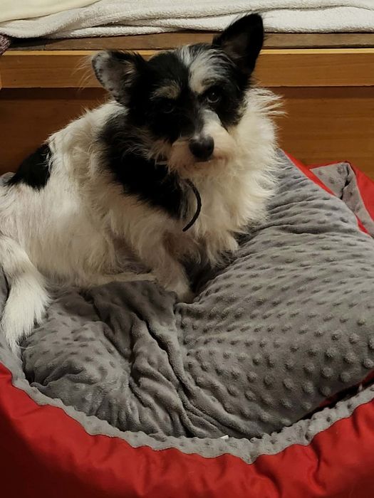 Kropka maleńka psia babcia szuka domku