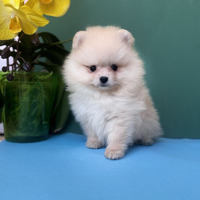 Хлопчик шоу класу тип ведмедика