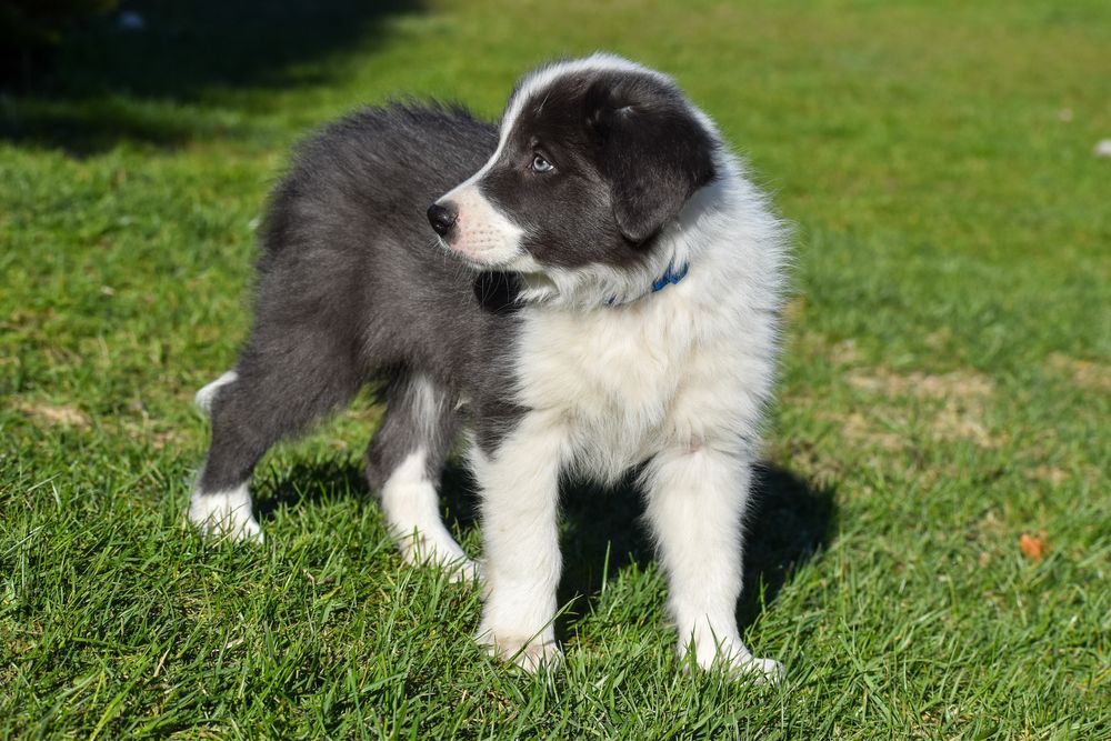 Szczenię border collie FCI