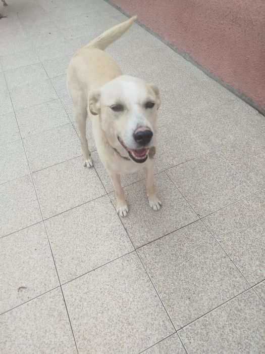 Cão para adoção urgente