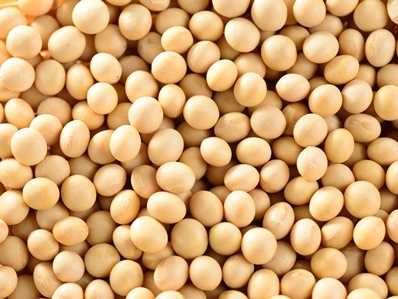 Soja ES Comandor czyszczona zbiór 2025