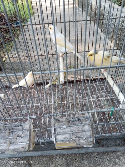 Vendo agaponis e canários