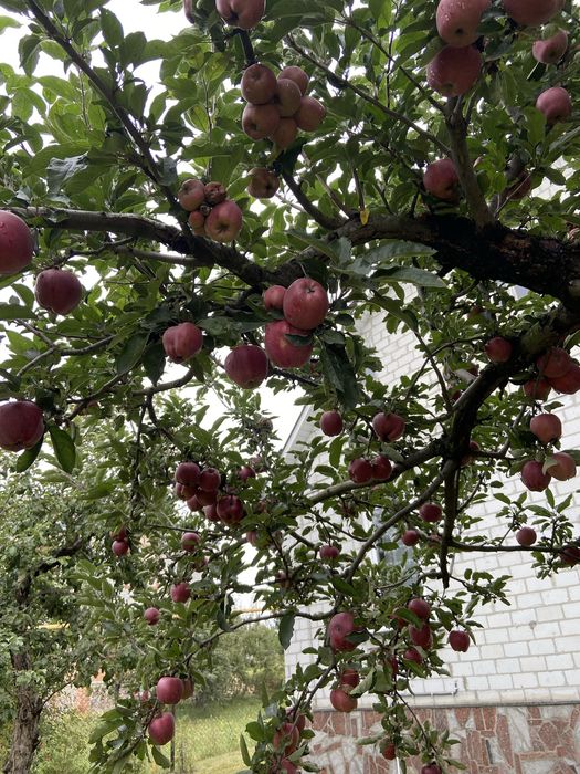 Дом с потенциалом с просторным и ухоженным участком