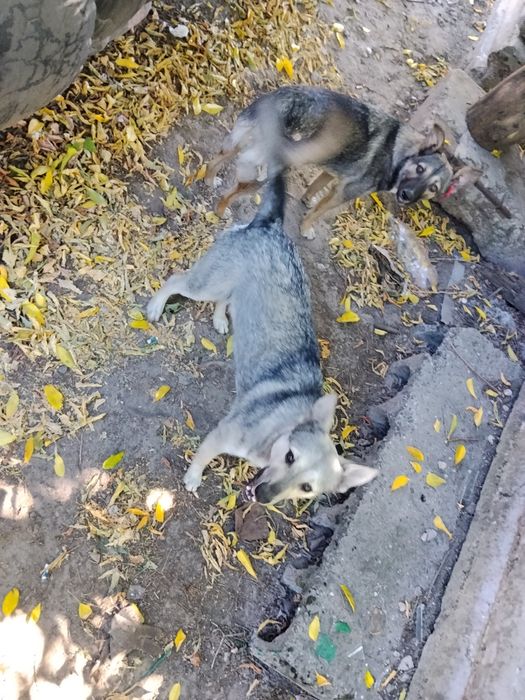 собачки пів року