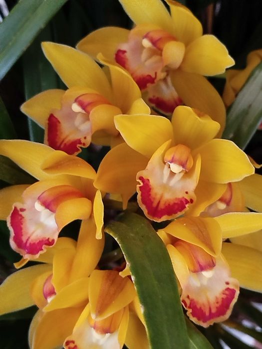 Venda orquídeas c/vaso em cimento