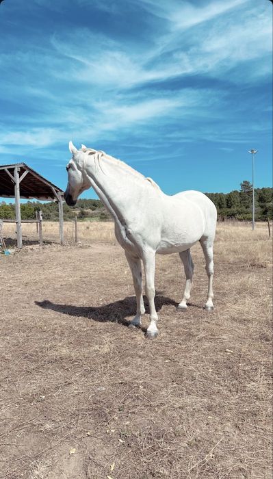 Cavalo lusitano