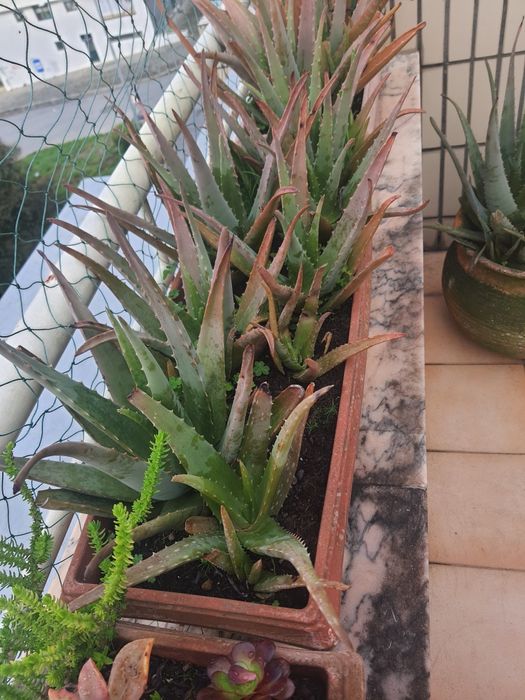 Plantas em vasos de barro e floreiras
