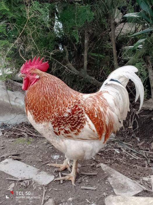 Vendo galo adulto retirar na lameira Celorico de basto