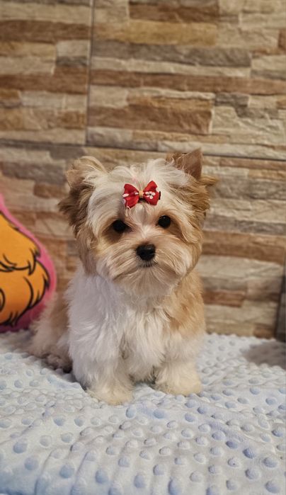 Cudny piesek Yorkshire Terrier Golddust biało-złoty york