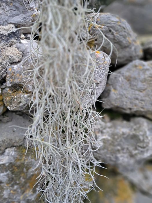 Tillandsia “Barbara de Velho”,  planta aérea