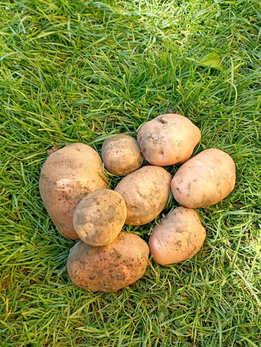 Ziemniaki Bellarossa