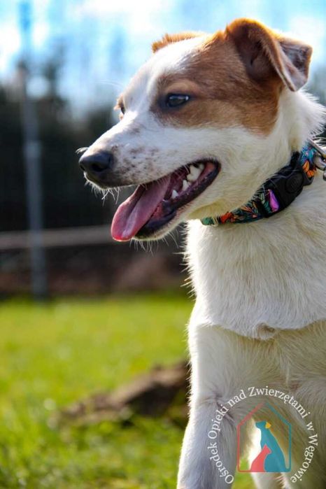 Młoda mała sunia Klarcia szuka domu!