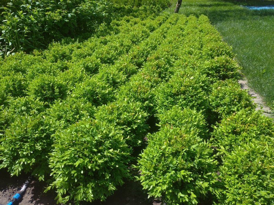 Продам кусты самшита Шар (диаметр 25-35 см). Плотная стрижка.
