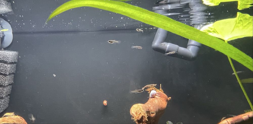 sprzedam /zamienie gupiki endlera