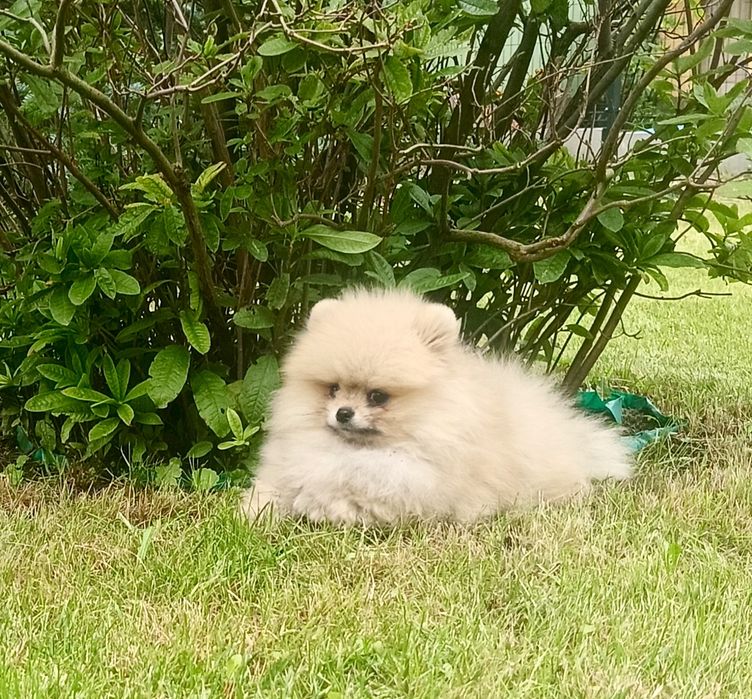 Pomeranian sliczny misiu xs