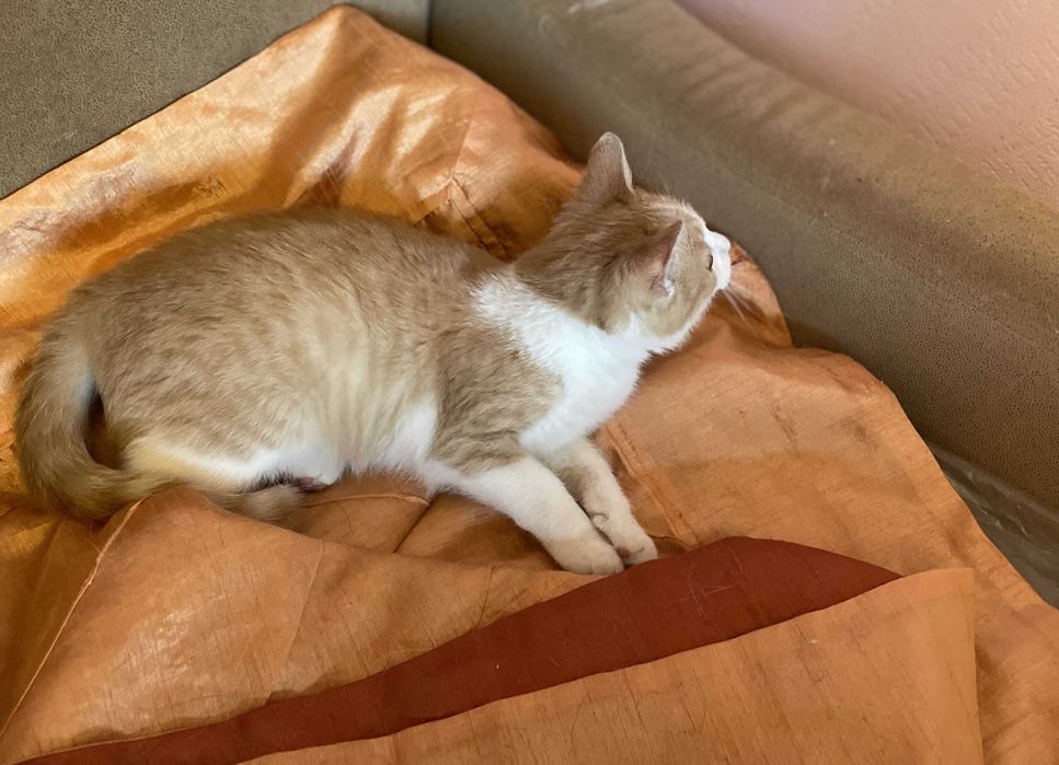 Риженький котик, 4 міс.