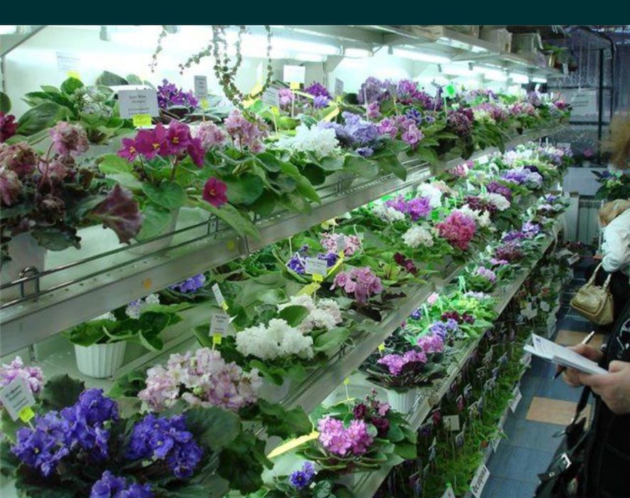 Сенполии фиалки 70 сортов