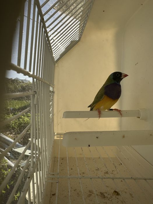 Diamantes gould Machos