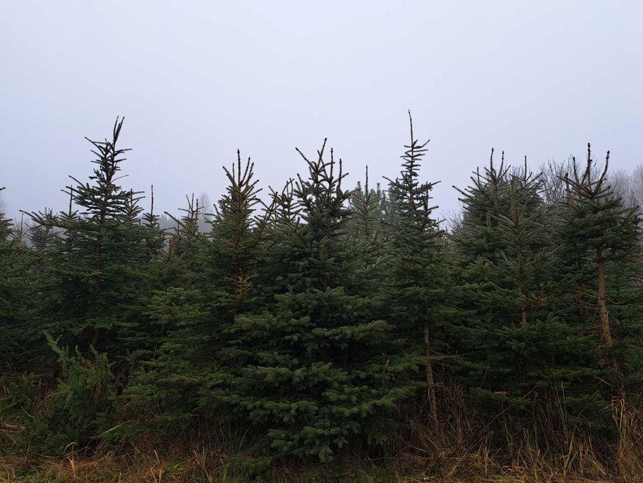 Sprzedam świerk srebrny