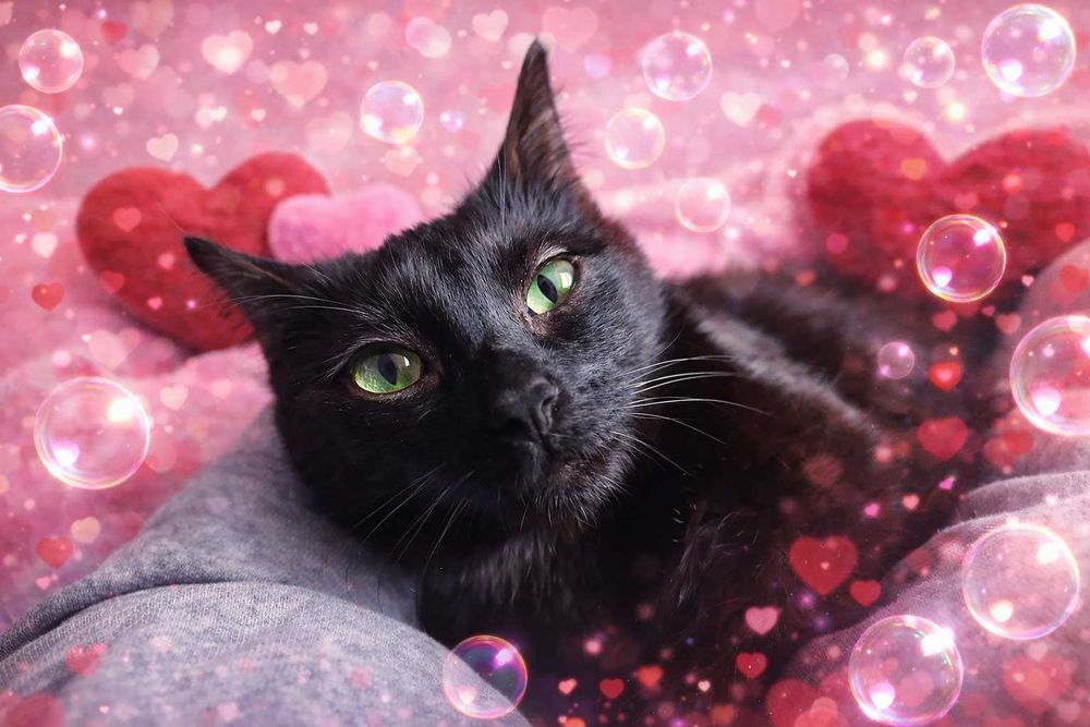 Rodzeństwo Rico i Didi wychowane od maleńkości