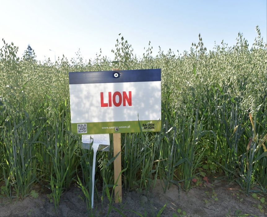 Owies Lion Kwalifikowany C1 Kwalifikat