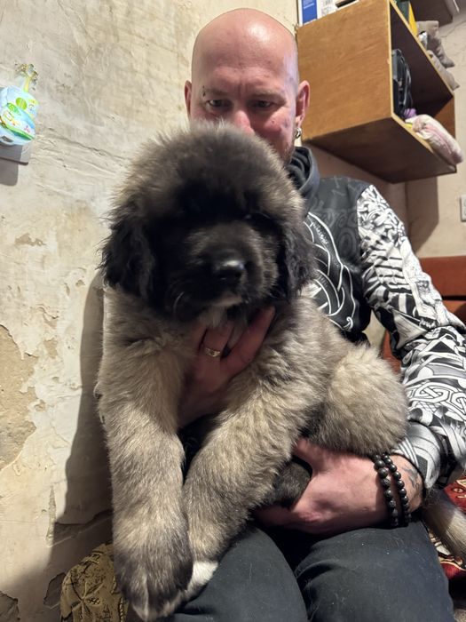 Цуценята хлопчики Кавказької Вівчарки