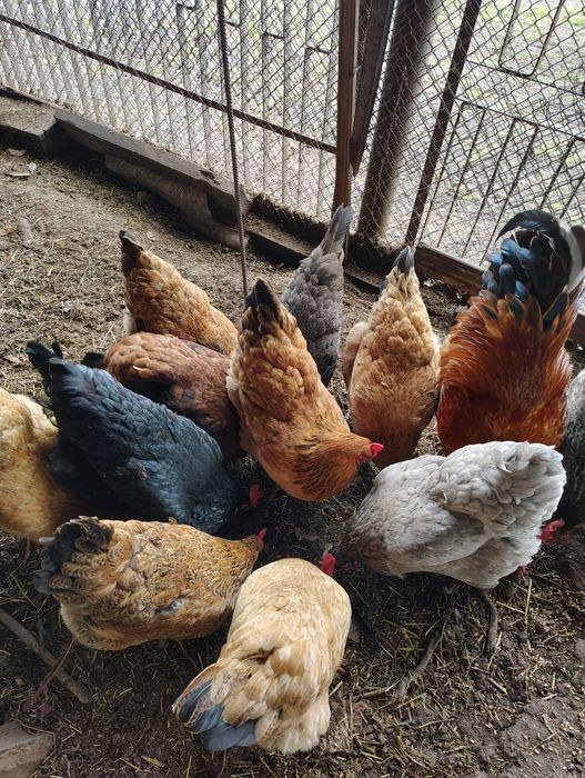 Продам курей домашних