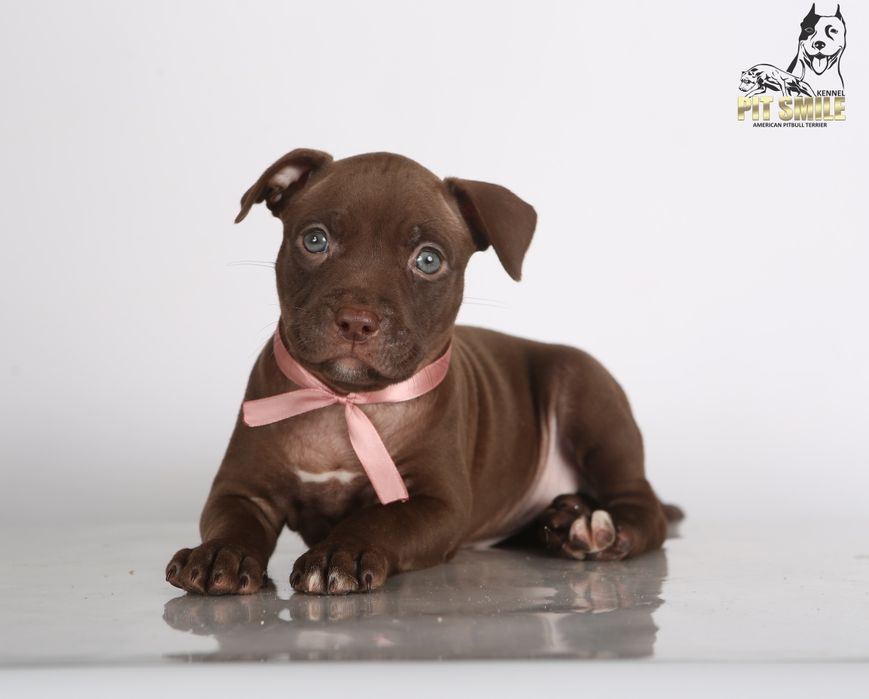 Лучшая девочка Американского Питбультерьера.Питбуль