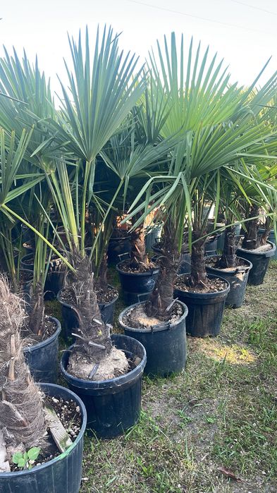 Trachycarpus fortunei – palma szorstkowiec