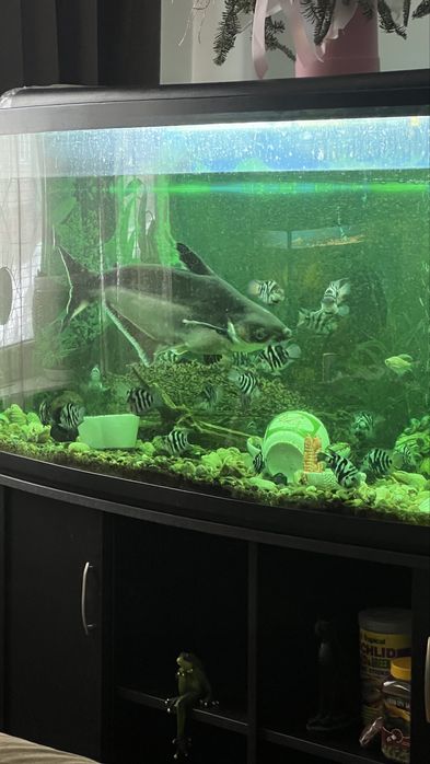 Пенгасіус Сом - Акула