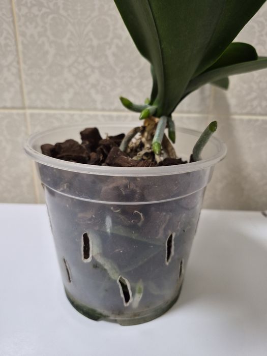 Орхидея фаленопсис Black Stripes