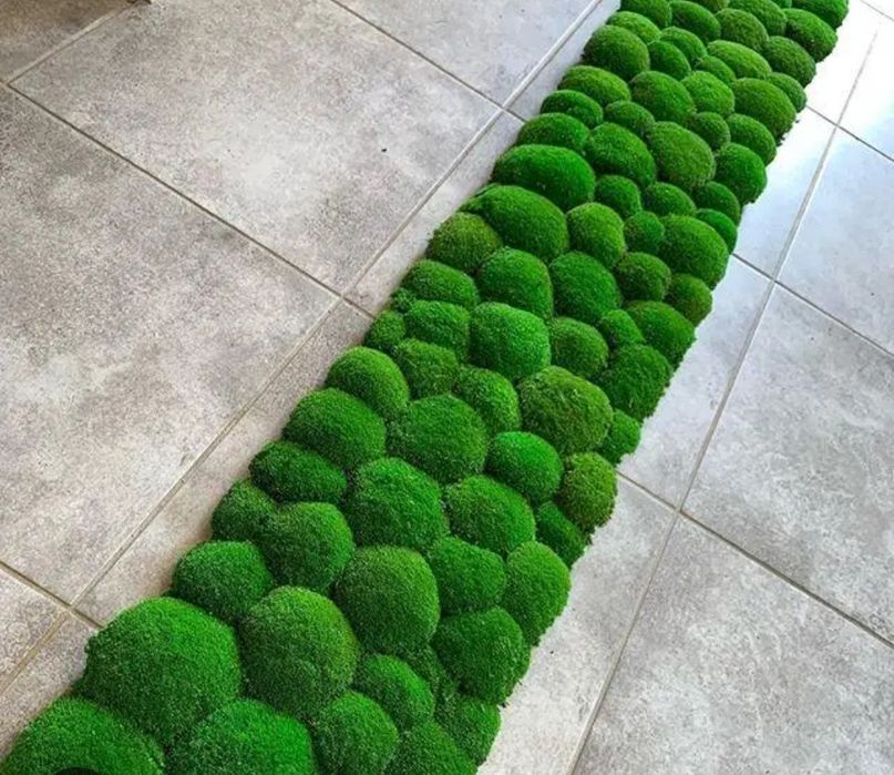 Лісовий мох живий. Кочковий.Ягель