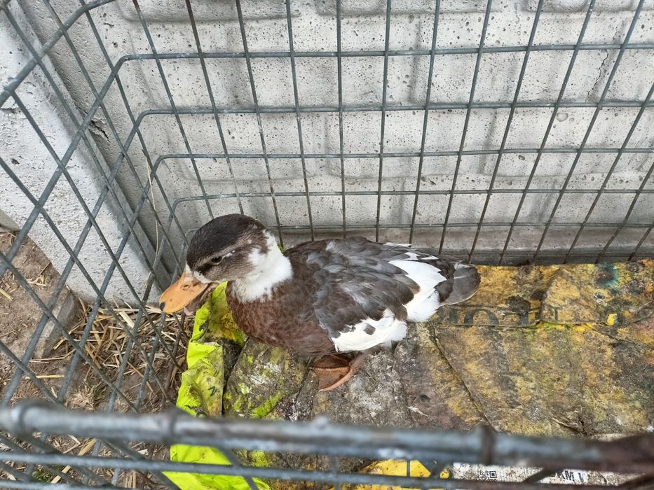 Sprzedam call duck