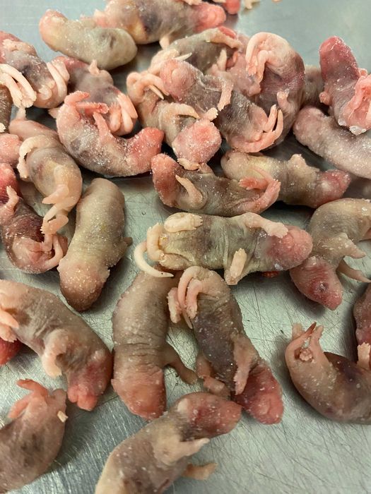 oseski mysie, mrożone