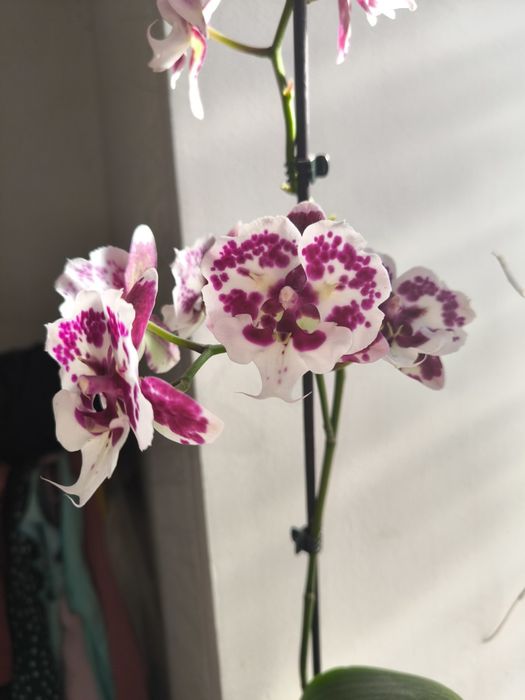 Орхідея  біг ліп