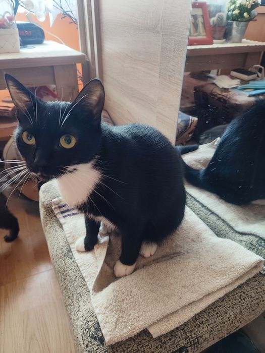 Oddam 2 letnią kotkę w dobre ręce