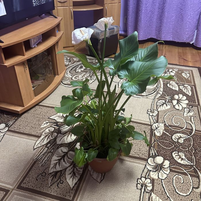 Вазон кімнатний калла